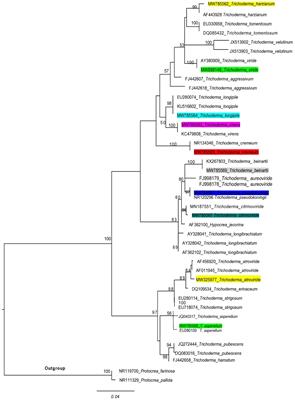 Competitive antagonistic action of laccase between Trichoderma species and the newly identified wood pathogenic Ganoderma camelum
